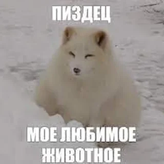 🐶 emoji ЧВК "Акацуки" by @dryaed Telegram sticker 5 of 26