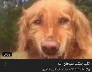 🤩 emoji حق الضحك @u4illtu Telegram sticker 21 of 38