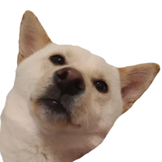 😐 emoji YUKKI Telegram sticker 21 of 46