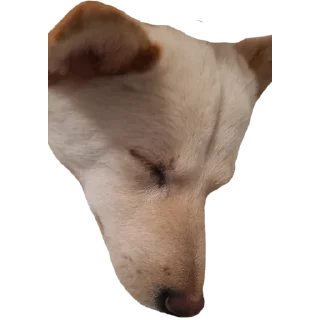 😪 emoji YUKKI Telegram sticker 24 of 46