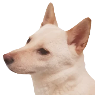 😒 emoji YUKKI Telegram sticker 15 of 46