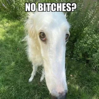 🤨 emoji Борзая Telegram sticker 21 of 51