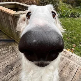 👃 emoji Борзая Telegram sticker 8 of 51