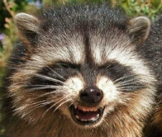 😬 emoji Racoon's return (Marco[Lw]) Telegram sticker 21 of 120