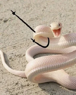 😎 emoji Snake Doodles Telegram sticker 19 of 20