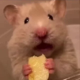 🐾 emoji Hamster (@Spatiul) Telegram sticker 5 of 35