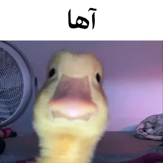 🐤 emoji @wicvio | اردک سخنگو Telegram sticker 8 of 38
