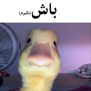 🐤 emoji @wicvio | اردک سخنگو Telegram sticker 22 of 38