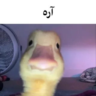 🐤 emoji @wicvio | اردک سخنگو Telegram sticker 21 of 38