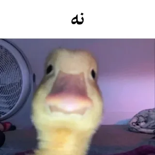 🐤 emoji @wicvio | اردک سخنگو Telegram sticker 20 of 38