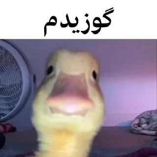 🐤 emoji @wicvio | اردک سخنگو Telegram sticker 7 of 38