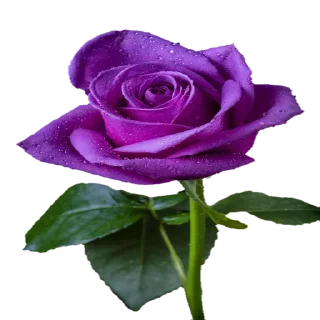 🌺 emoji @Sticker1_Gif  گل Telegram sticker 9 of 64