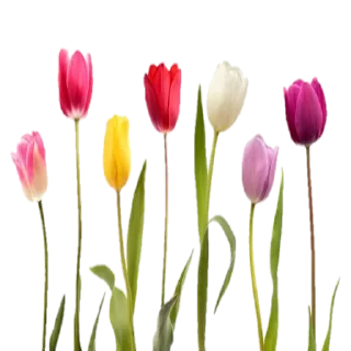 🌷 emoji @Sticker1_Gif  گل Telegram sticker 11 of 64