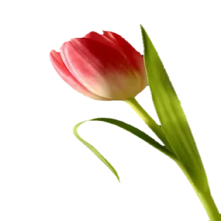 🌹 emoji @Sticker1_Gif  گل Telegram sticker 17 of 64