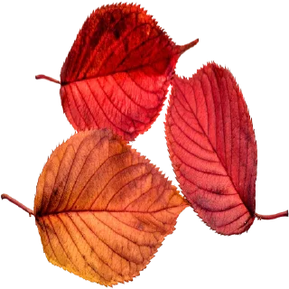 🍂 emoji @Sticker1_Gif  پاییز Telegram sticker 23 of 119