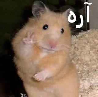 Sticker from ممد کوچولو ها🐹