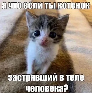 🐈‍⬛ emoji картинки с котятами Telegram sticker 23 of 42