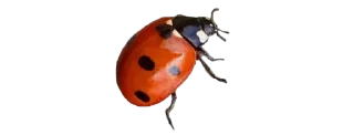 Sticker from 𝒞ℎ𝑒𝑟𝑟𝑦 ꣑ৎ ℬ𝑒𝑟𝑟𝑦