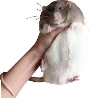 Sticker from Take this rat!
