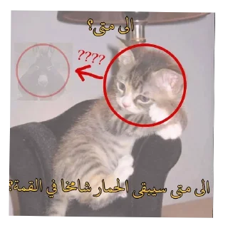 🐱 emoji Cat'sهواجيس @Touyx Telegram sticker 19 of 57