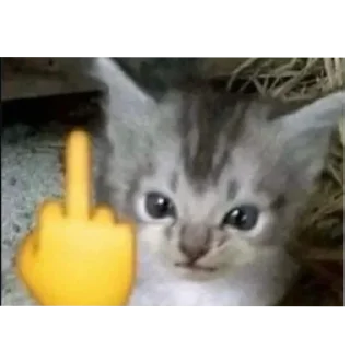 🐱 emoji Cat'sهواجيس @Touyx Telegram sticker 21 of 57