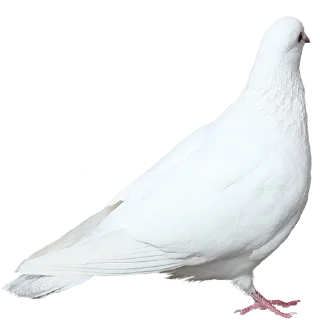 🕊 emoji Owner @OwnerEdit Telegram sticker 20 of 47