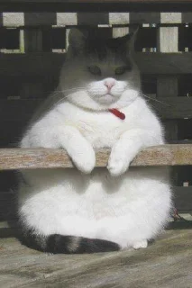 😠 emoji fat cat Telegram sticker 5 of 32