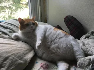 😴 emoji fat cat Telegram sticker 15 of 32