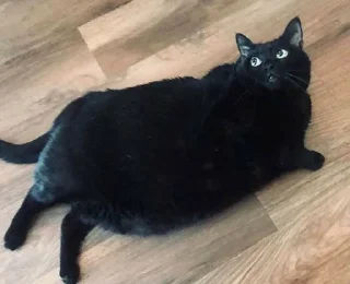 🙄 emoji fat cat Telegram sticker 12 of 32