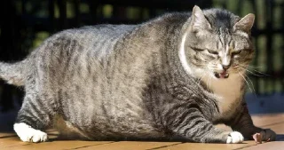 😒 emoji fat cat Telegram sticker 9 of 32