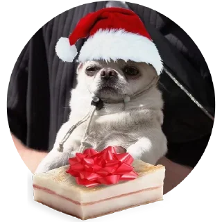 🎁 emoji Собака покусякі Telegram sticker 10 of 15