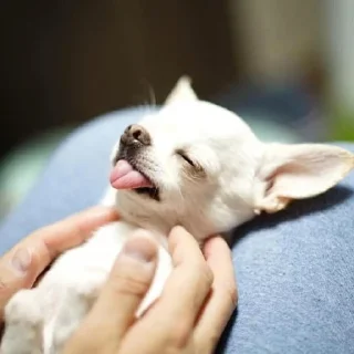 🐶 emoji Channel | @badassSong Telegram sticker 20 of 27