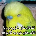 Sticker from مرغ عشق های خارکصده