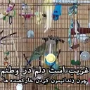 😑 emoji مرغ عشق های خارکصده Telegram sticker 6 of 92