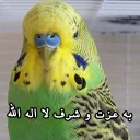 😑 emoji مرغ عشق های خارکصده Telegram sticker 7 of 92