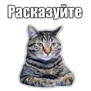 🥸 emoji Cats police Telegram sticker 15 of 120