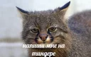 🆘 emoji Няхи и мемы Telegram sticker 19 of 120