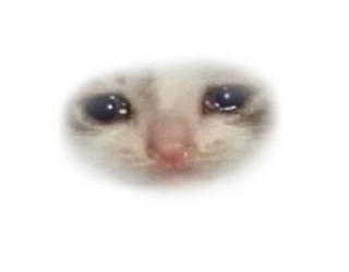 😂 emoji شمالی خر کله ماهی بخور Telegram sticker 18 of 120