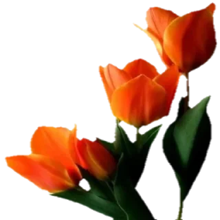 🌹 emoji @Sticker1_Gif  گل Telegram sticker 19 of 64