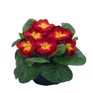 🌺 emoji @Sticker1_Gif  گل Telegram sticker 14 of 64