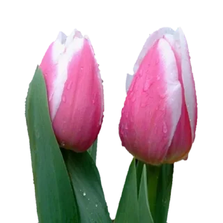 🌷 emoji @Sticker1_Gif  گل Telegram sticker 10 of 64