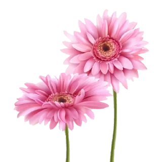 🌸 emoji @Sticker1_Gif  گل Telegram sticker 16 of 64