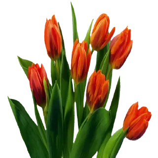 🌹 emoji @Sticker1_Gif  گل Telegram sticker 13 of 64