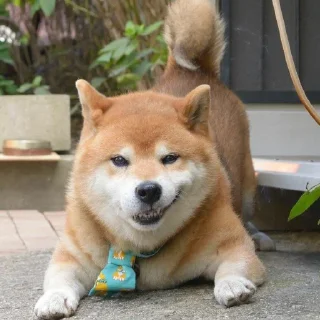 🐶 emoji Dinusauro 5: Sticker Location ™️ Telegram sticker 24 of 82