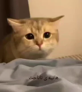 🥲 emoji گوربه ی درانک Telegram sticker 6 of 12