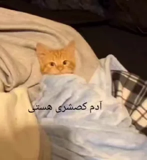 Sticker from گوربه ی درانک