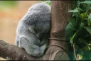 😢 emoji Koala Telegram sticker 8 of 53