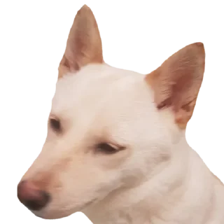😑 emoji YUKKI Telegram sticker 16 of 46