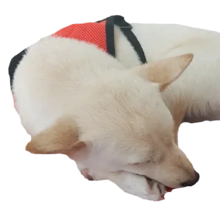 😴 emoji YUKKI Telegram sticker 7 of 46