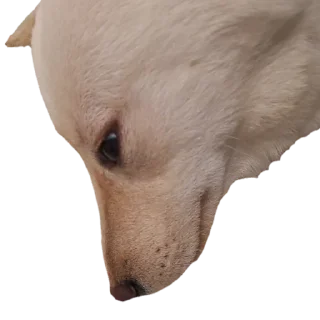 😞 emoji YUKKI Telegram sticker 22 of 46